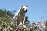 BOULEDOGUE AMERICAIN 053